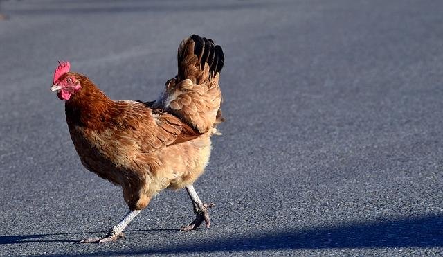 Chicken road 2, chicken road 2 juego