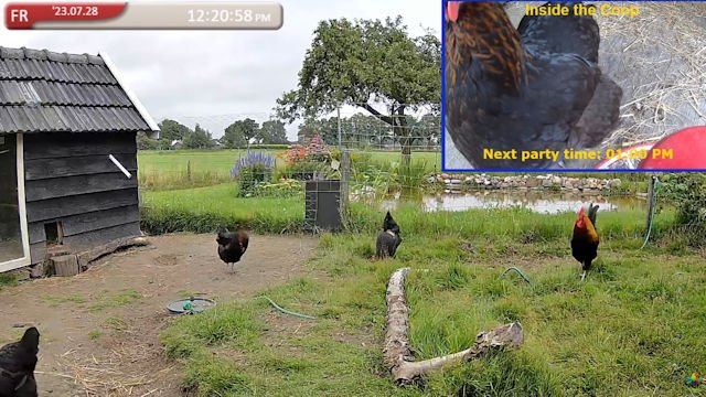 Chicken road game - Ontdek de Geheimen van Chicken Road Casino Online in Nederland