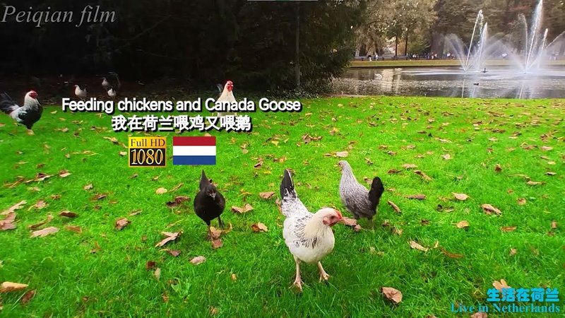 Het Avontuur van de Chicken Road Gokkast in Nederland Bespreekbaar